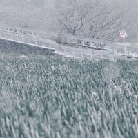 雪降るネギ畑とガードレールの写真