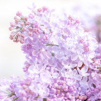 光に包まれた淡紫色のライラックの花が房状に咲く春の風景の写真