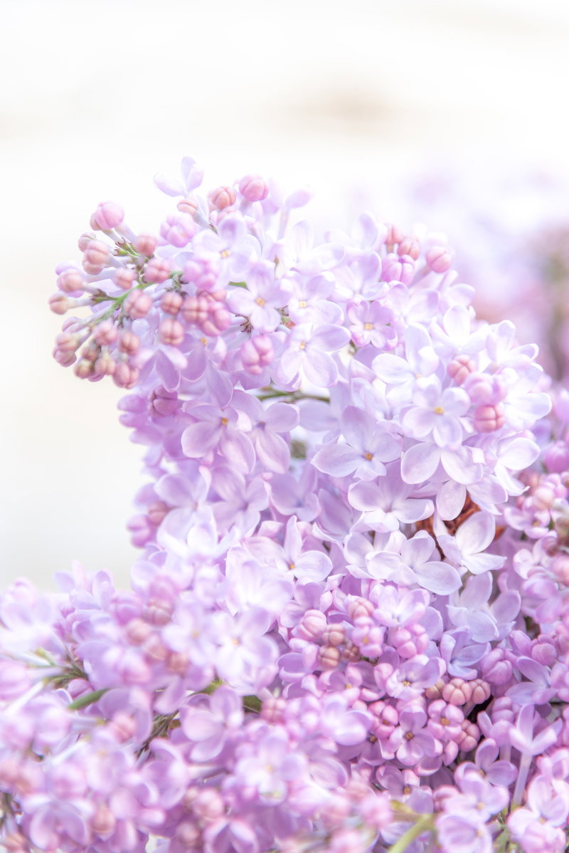 柔らかな光に包まれて咲く淡い紫色のライラックの花
