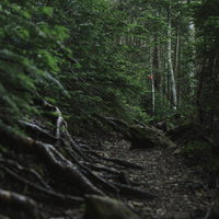 暗い登山道の奥に見えるピンクテープ｜塩見岳の山道の写真