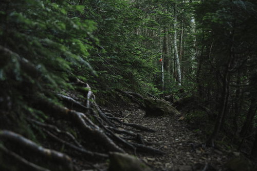 暗い登山道の奥に見えるピンクテープ｜塩見岳の山道