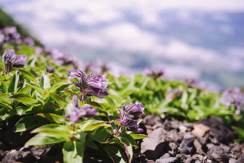 日本百名山・後志羊蹄山の斜面に咲くイワブクロの花