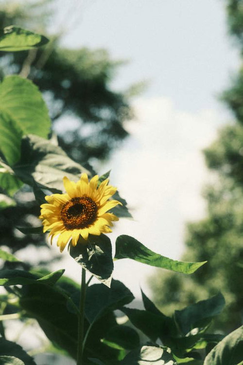 緑に映える黄色いひまわりの花が咲く夏の花畑