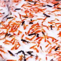 白い水面を泳ぎ回る金魚が満杯の夏の金魚すくいの写真