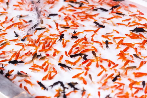 白い水面を泳ぎ回る金魚が満杯の夏の金魚すくい