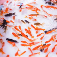 お祭りの金魚すくいの様子と涼しさを感じる夏祭りの風情の写真