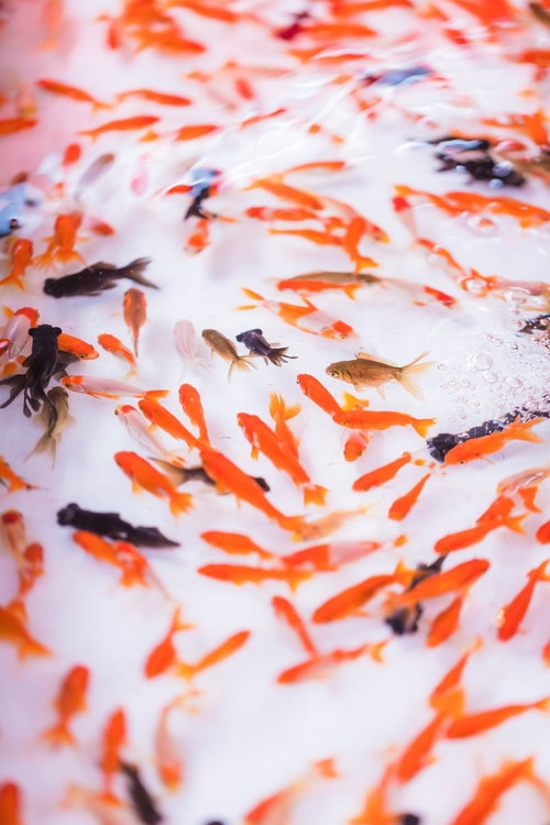 お祭りの金魚すくいの様子と涼しさを感じる夏祭りの風情