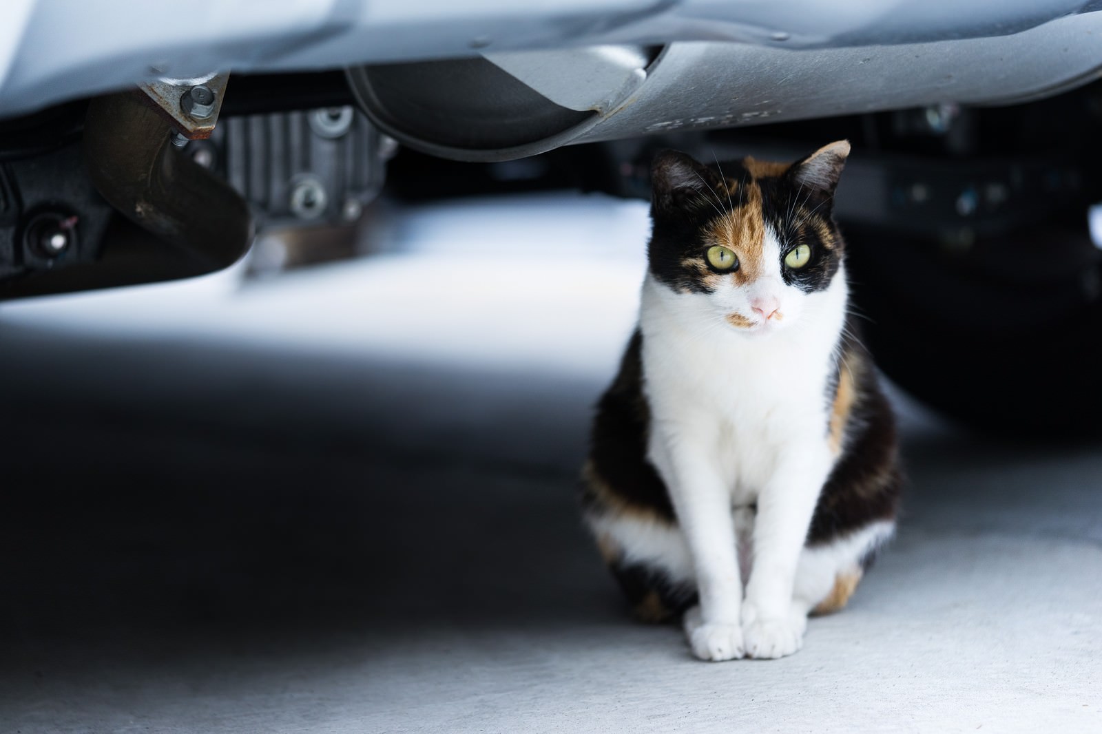 車の下で座って見つめる三毛白の猫