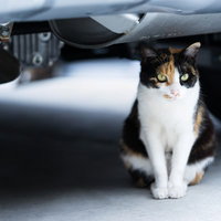 車の下でじっと見つめるにゃんこ - 野良猫のの写真