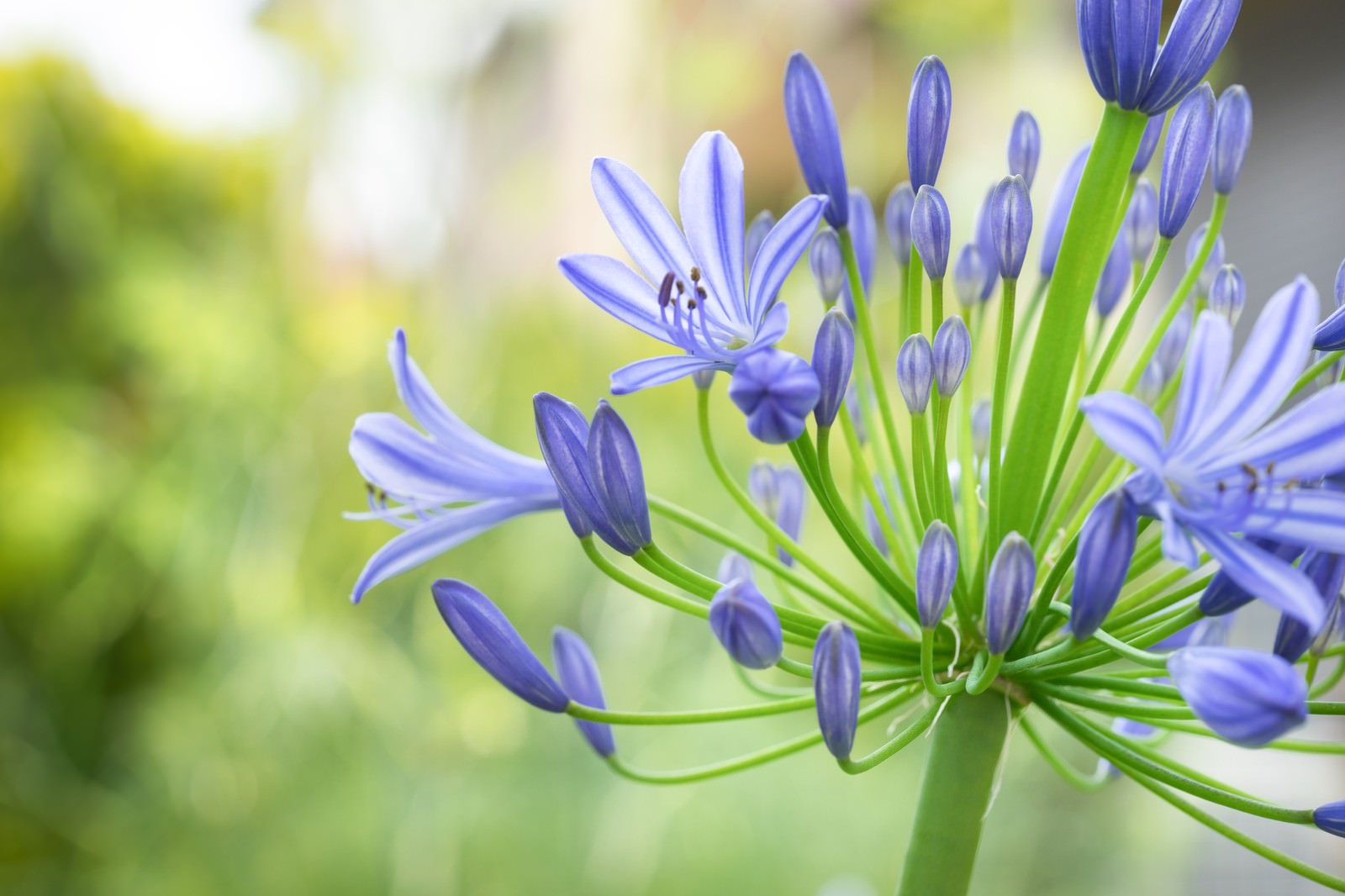 紫色のアガパンサスの花房とつぼみの接写