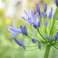 紫色のアガパンサスの花房が咲く初夏の花の写真