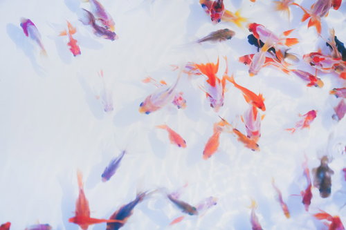 金魚すくいで泳ぐカラフルな金魚たちの涼しい水中風景