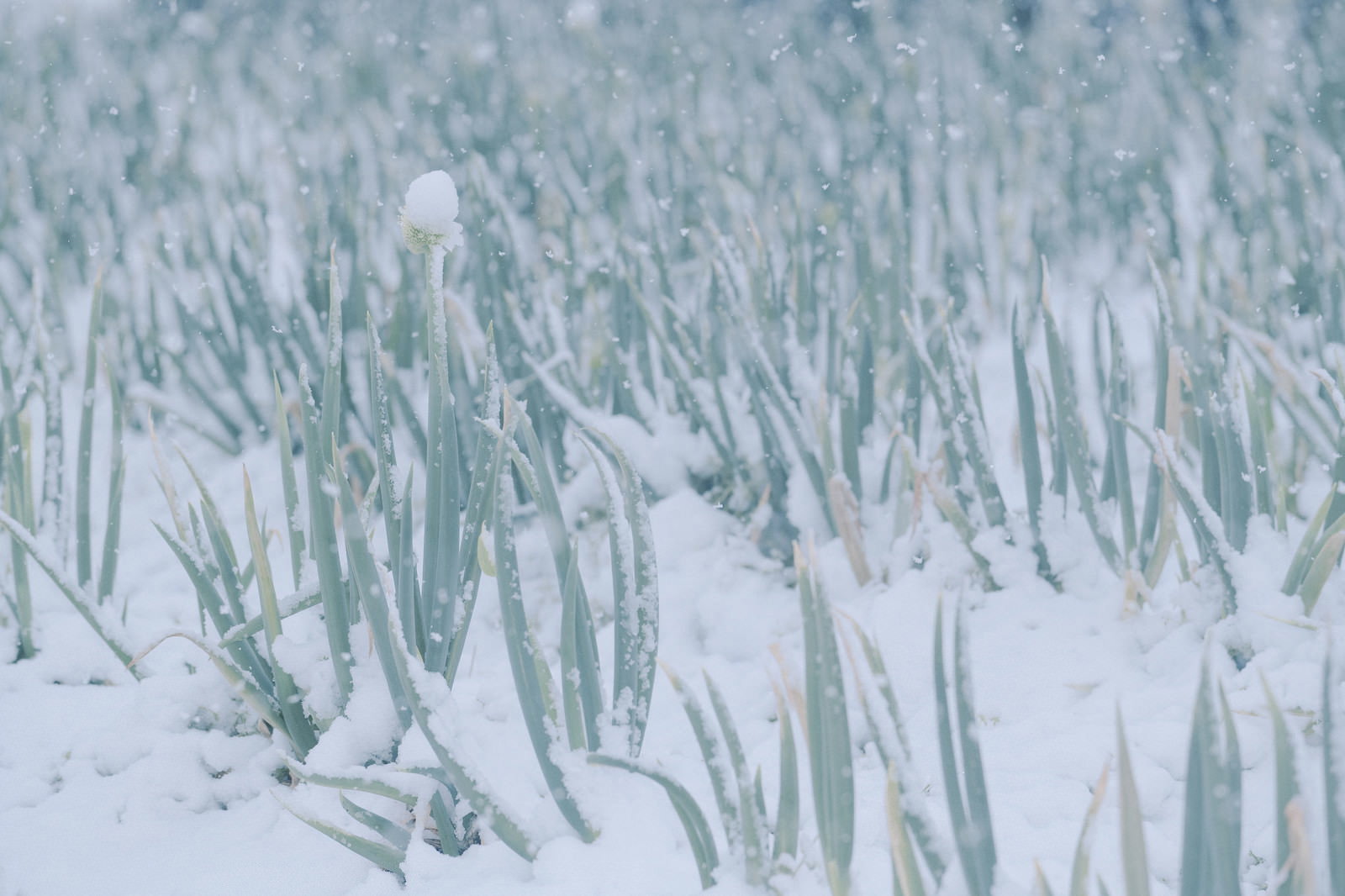 雪に覆われたネギ畑でネギ坊主が立ち並ぶ冬の風景