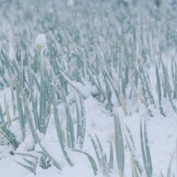 降雪とネギ坊主が並ぶ冬の畑の写真