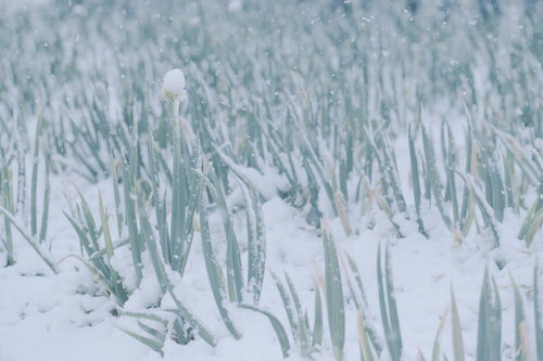降雪とネギ坊主が並ぶ冬の畑