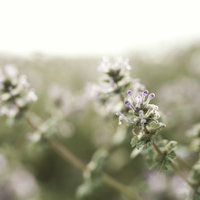 淡いピンク色で春に咲くホトケノザの野草の花の写真
