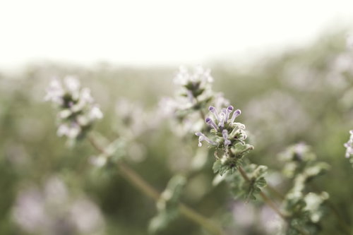 淡いピンク色で春に咲くホトケノザの野草の花