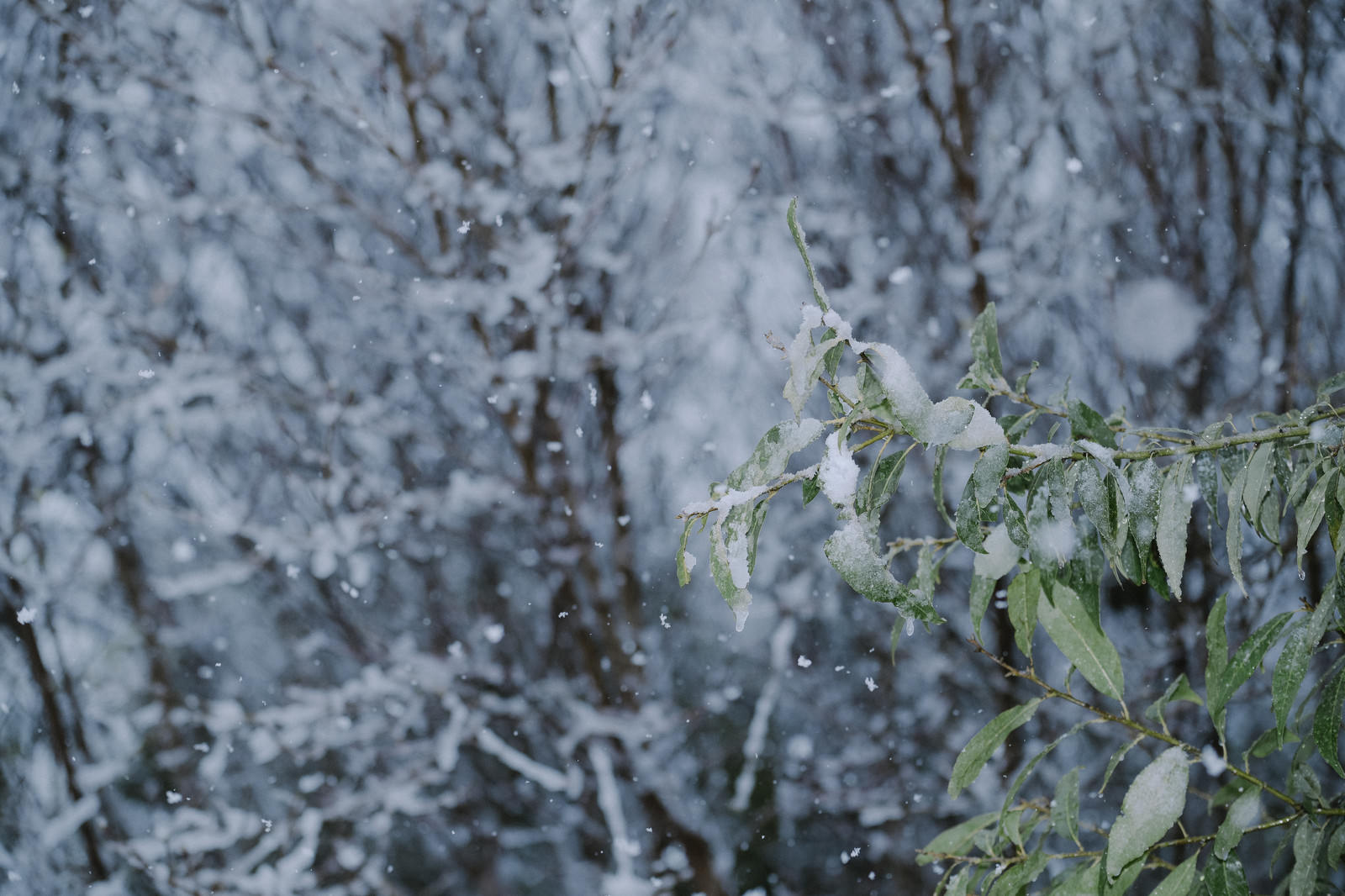 緑の葉に白いベシャ雪が積もった若木と雪景色