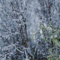 ベシャ雪が降り積もる若木の葉と枝、冬の雪化粧風景の写真