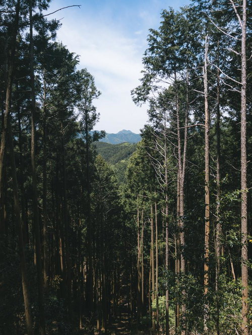 背が高い木々の間から見える遠くの山と青空