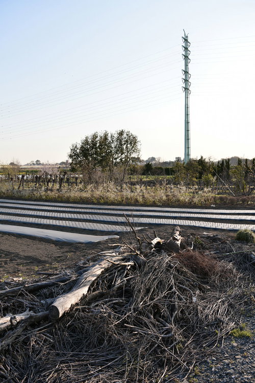 伐採された木々と送電塔のある郊外農地