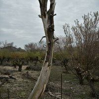 乾いた大地に倒れかけた立ち枯れの枯れ木と荒野の風景の写真