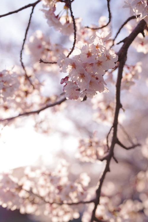 夕日に照らされる優しい色の桜の花が咲く春の開花風景