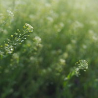 優しい雰囲気のナズナ（ペンペン草）の群生の写真