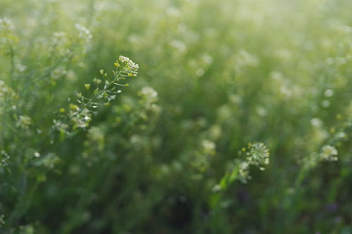 優しい雰囲気のナズナ（ペンペン草）の群生