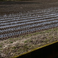刈り取られた稲が積み上がる田んぼと電柱の秋の風景の写真
