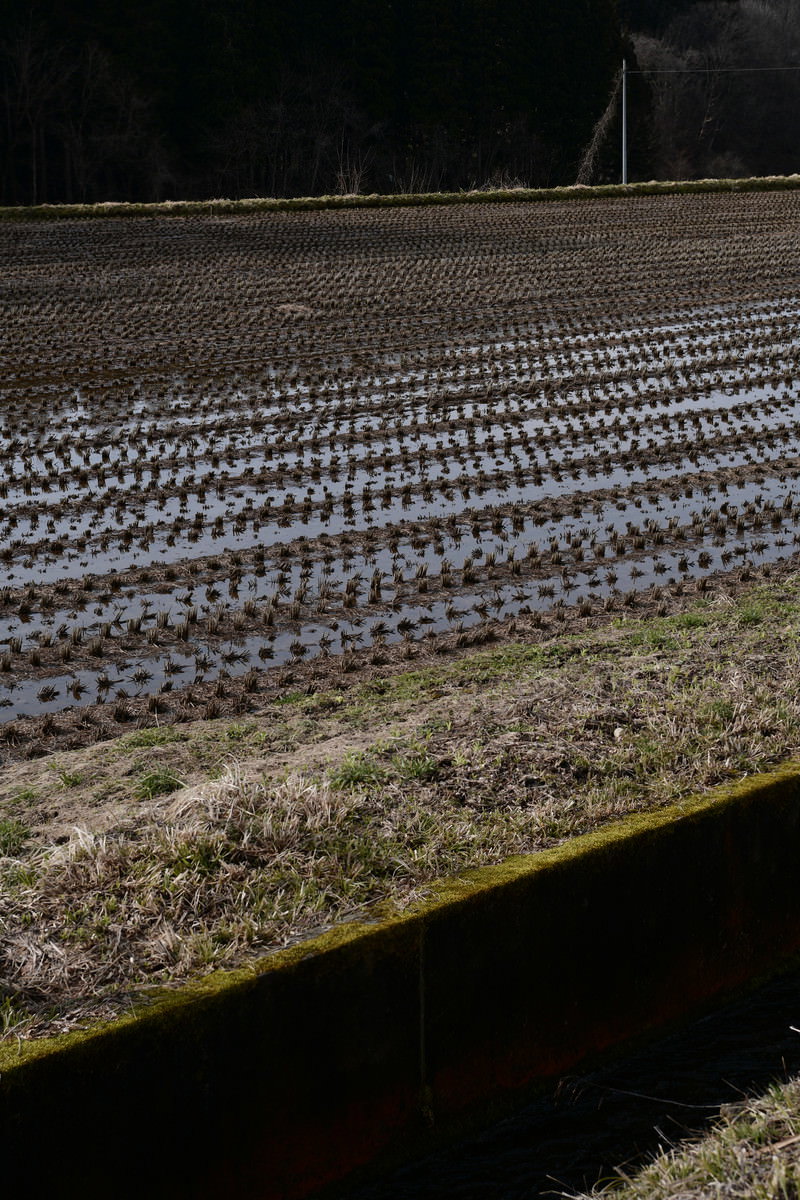 刈り取られた稲が規則正しく並ぶ田んぼと背景の電柱