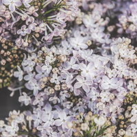 春の枝に咲くライラックの蕾と花、淡い紫色の房状に密集した小花の写真