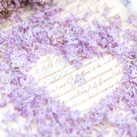 白いハート型の枠の中心に咲くライラックの花の写真