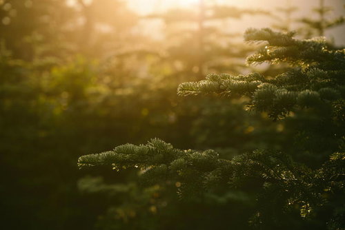 日本百名山・塩見岳の尾根道で朝日に浮かぶ松の木