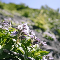羊蹄山の登山道に咲くイワブクロ、淡い紫色の小さな花の写真