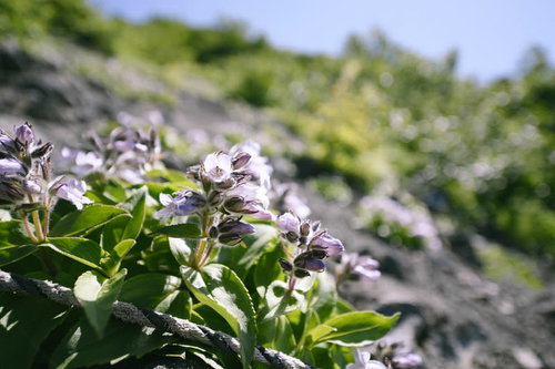 羊蹄山の登山道に咲くイワブクロ、淡い紫色の小さな花