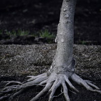 動物の肌のような肉感を持った太い根と倒立する木の写真