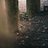 森の中に隠れた古い宝箱。苔むした樹木の根元に置かれた黒いトランクの写真