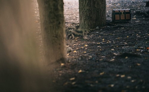 森の中に隠れた古い宝箱。苔むした樹木の根元に置かれた黒いトランク