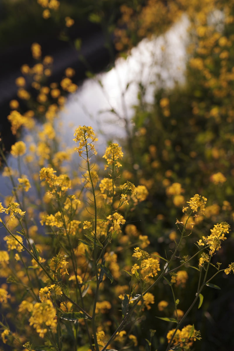 夕日の光に照らされて輝く黄色い菜の花畑
