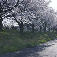 午後の陽光に照らされた住宅街の桜並木通学路の写真