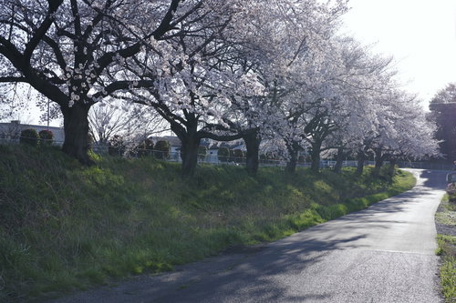 午後の陽光に照らされた住宅街の桜並木通学路