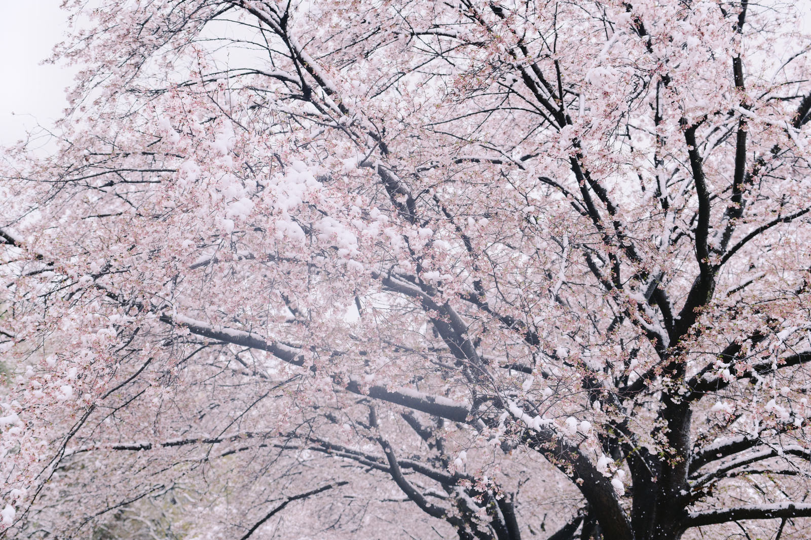 雪が降る中で咲く薄桃色の桜の花と枝