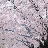 吹雪の中で耐える満開の桜の春景色の写真