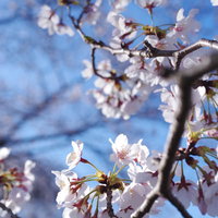 咲きたてのソメイヨシノと青空 春の開花シーズンの写真