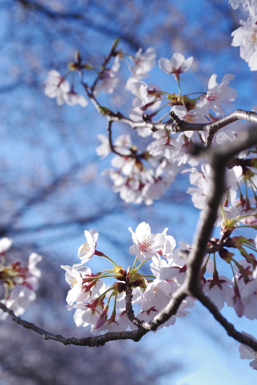 咲きたてのソメイヨシノと青空 春の開花シーズン