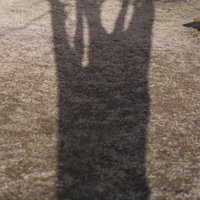 夕方現れた巨木が芝生に落とす長い影と枝葉のシルエットの写真