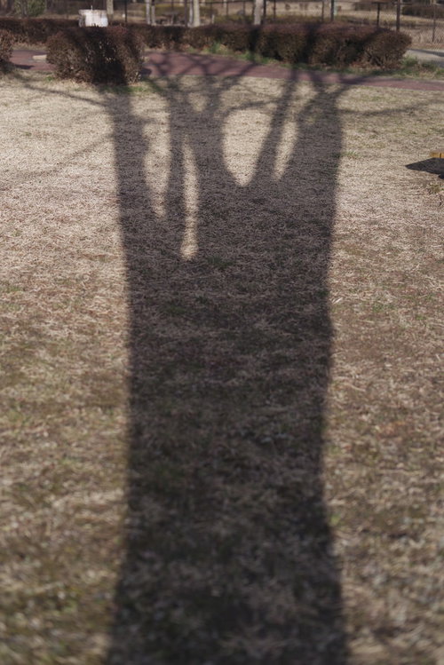 夕方現れた巨木が芝生に落とす長い影と枝葉のシルエット