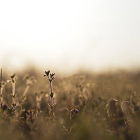 夕日に包まれる草原のヒメオドリコソウ群生の写真