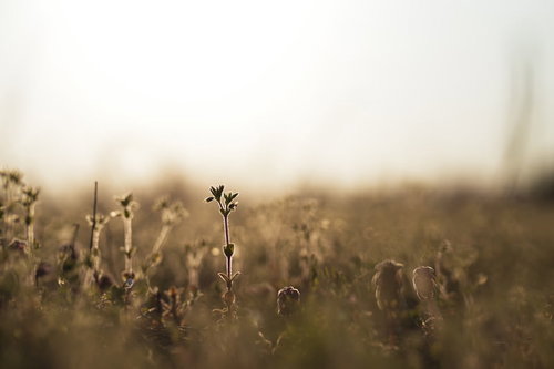 夕日に包まれる草原のヒメオドリコソウ群生